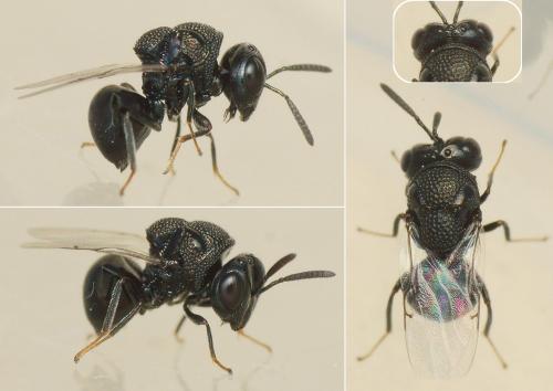Perilampus sp.